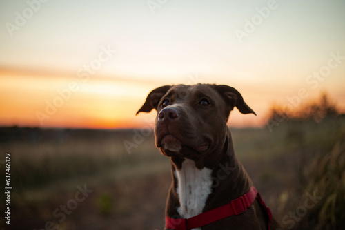 Dog head and sunset on the horizont. Brown pitbull dog horizontal portrait.