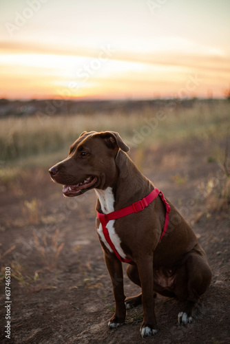 Dog sitting and sunset on the background. Brown pitbull with red harness.