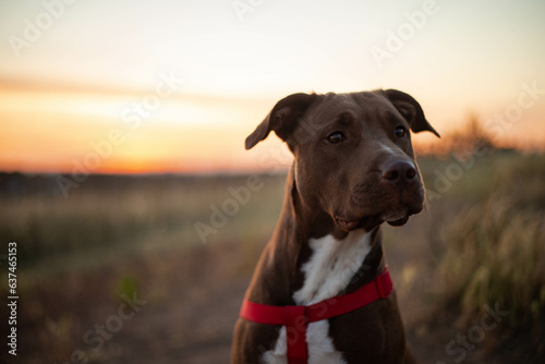 Dog head and sunset on the horizont. Brown pitbull dog horizontal portrait.