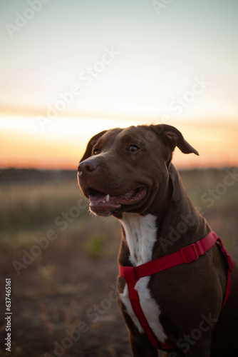 Dog sitting and sunset on the background. Brown pitbull with red harness.