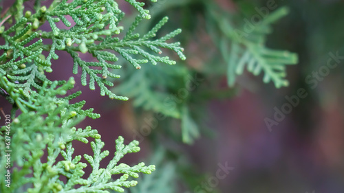 close up of pine tree leaves great for natural background