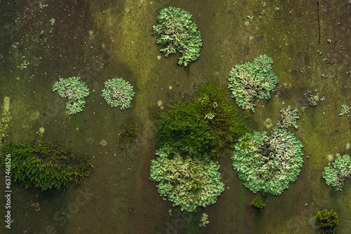 background, texture - surface covered with lichens and moss photo