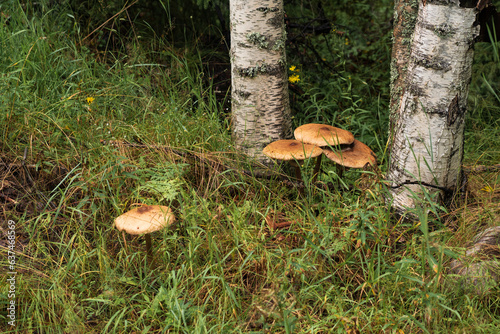 inedible mushrooms among the grass next to the birch photo