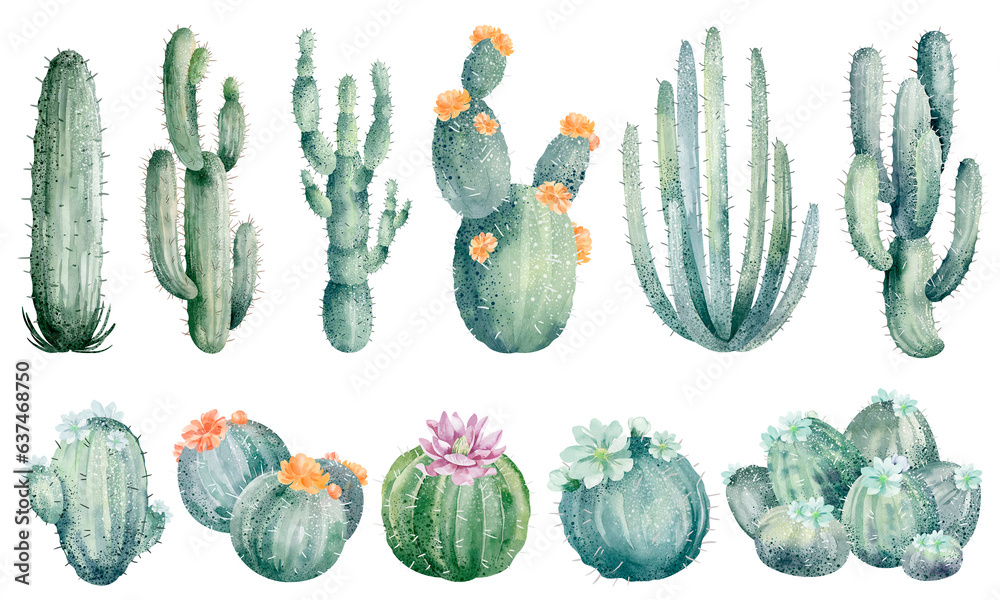 Watercolor illustration of cacti isolated on white background. Floral illustrations for your projects, greeting cards and invitations. - obrazy, fototapety, plakaty 