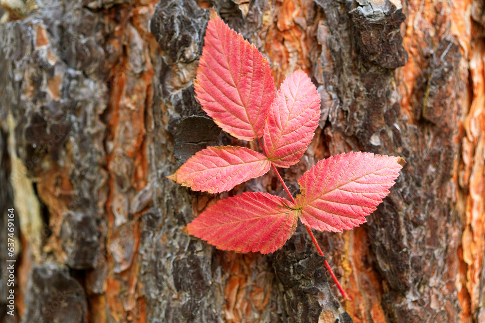 red raspberry leaf on pine bark, harmony of autumn flowers