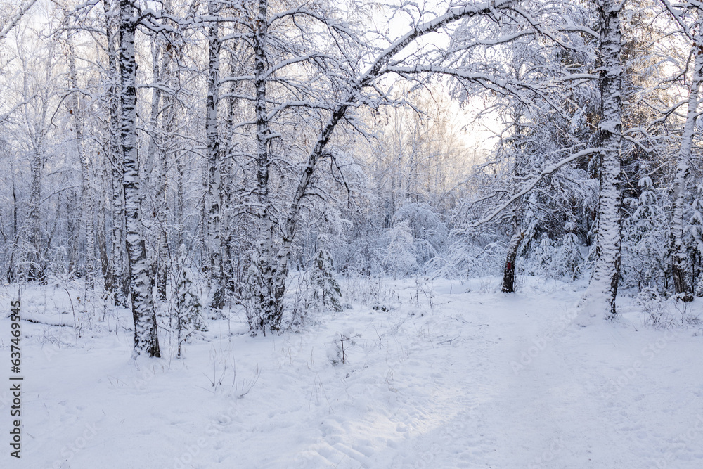 Fototapeta premium landscape winter forest fresh snow, path and trees
