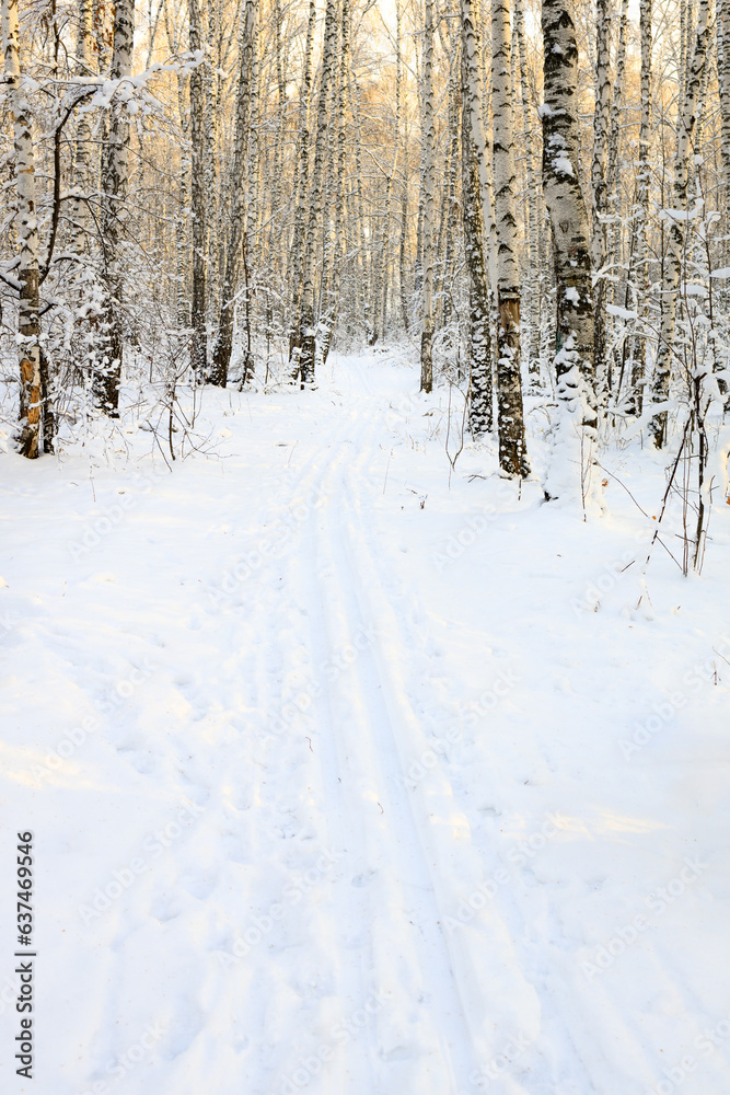 a walking ski run in the winter forest for skiing
