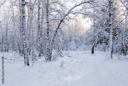 landscape winter forest fresh snow, path and trees © metelevan