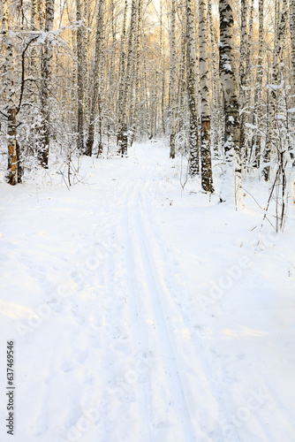 a walking ski run in the winter forest for skiing © metelevan