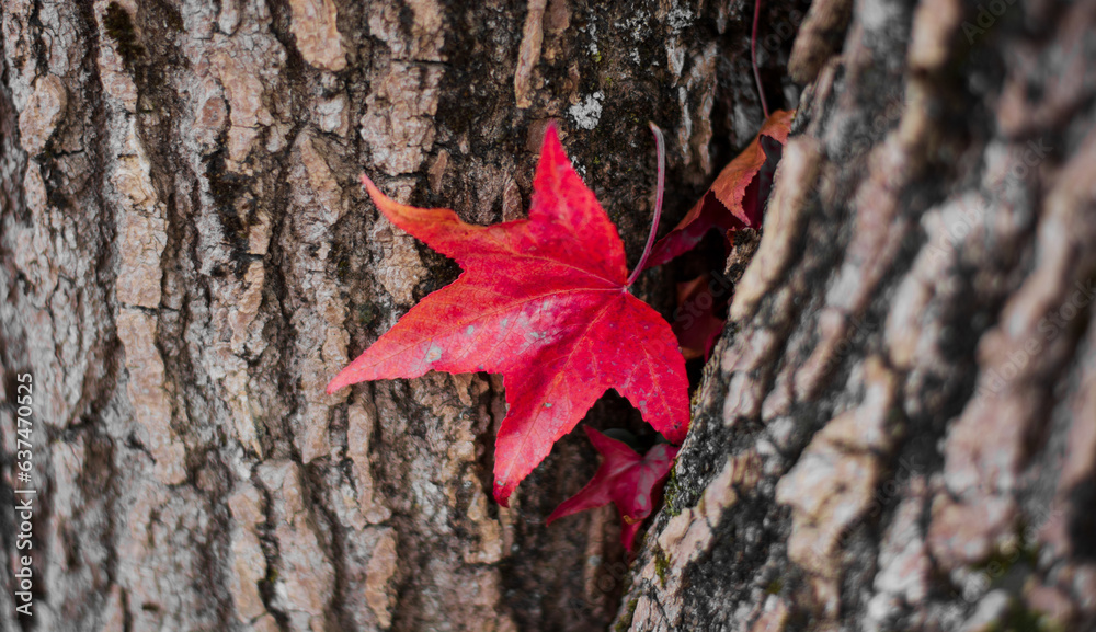 a red leaf fallen with the autumn wind