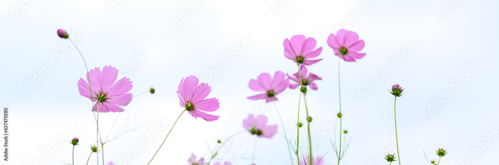 Beauty pink cosmos flower blooming in the field on natural background. Beauty pink cosmos flower blooming in the field on natural background.
