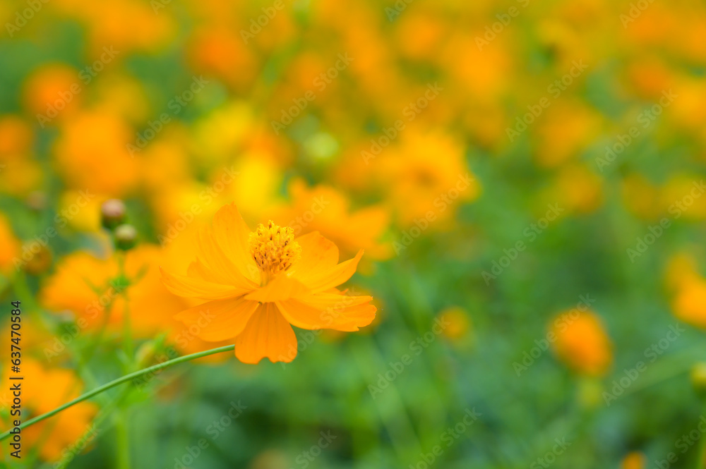 orange cosmos flower blooming in the garden. orange cosmos flower blooming in the garden.