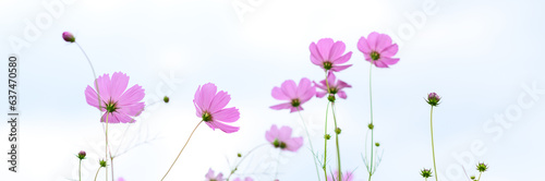 Beauty pink cosmos flower blooming in the field on natural background. © bigy9950