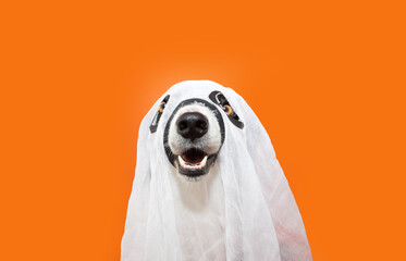 Puppy dog celebrating halloween  in ghost costume with happy expression face. Isolated on orange background