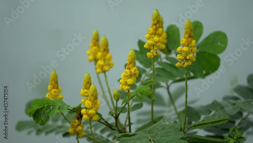 Bright yellow flower blossom, Senna Alata, Candle bush, Wild common flower photo