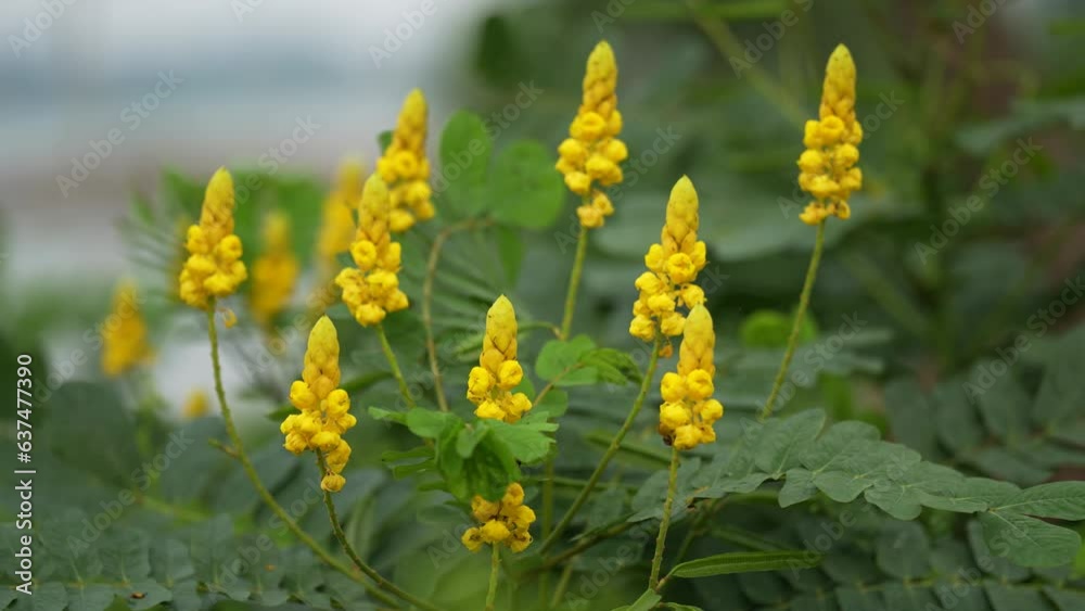 Bright yellow flower blossom, Senna Alata, Candle bush, Wild common flower Bright yellow flower blossom, Senna Alata, Candle bush, Wild common flower