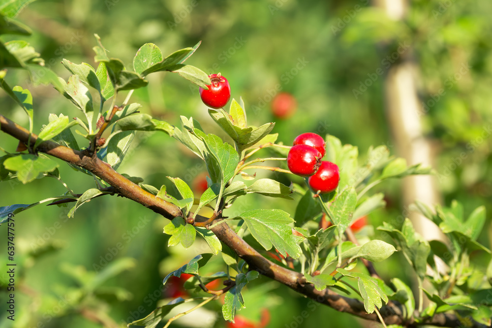red hawthorn berries on a branch