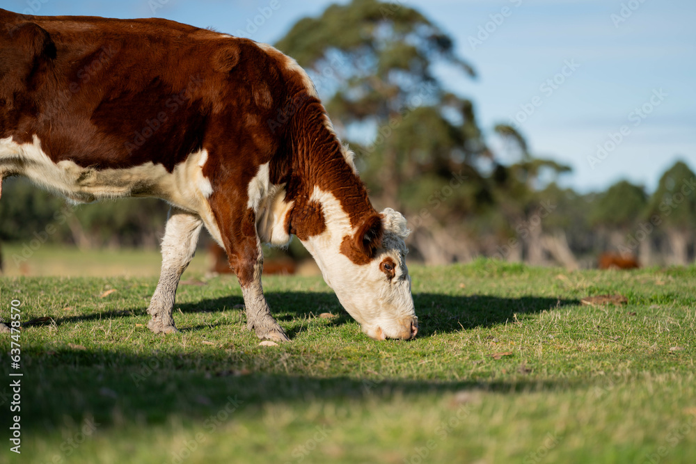 hereford cows in australia in a paddock grazing on grass hereford cows in australia in a paddock grazing on grass