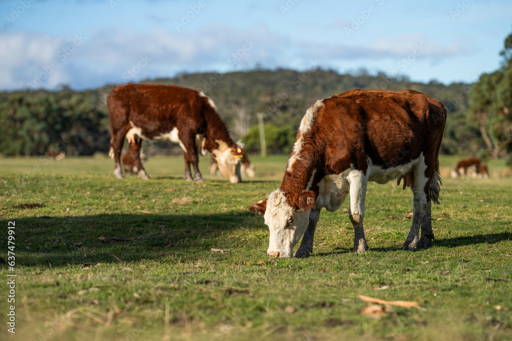 Close up of Angus and hereford Cows eating long pasture in Australia. Close up of Angus and hereford Cows eating long pasture in Australia.