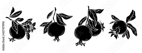 Set of silhouettes of blossoming pomegranate branches with fruits.Vector graphics.