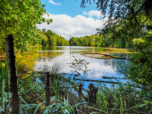 Fototapeta Naklejka Na Ścianę i Meble -  Delamere Forest in Cheshire view across Dead Pool Lake on a sunny summers day