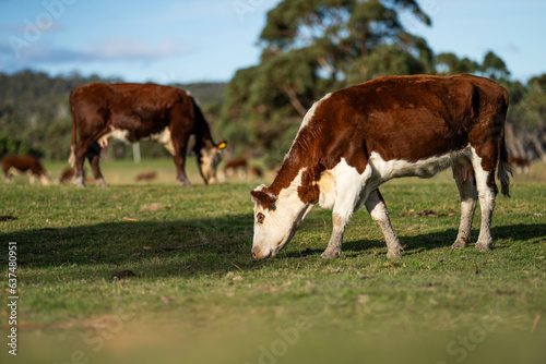 Beef cows and calves grazing on grass. © William