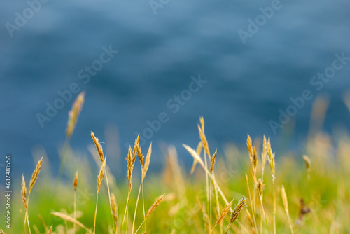 Selective focus of golden yellow flowers that grow in the green fields. on the cliff by the sea © ThitichayaS.