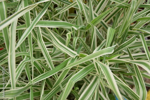 spider plant in the yard garden beautiful canopy of leafs photo