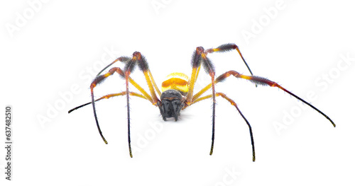 golden silk orb weaver or banana spider - Trichonephila clavipes - large adult female isolated on white background front view facing camera