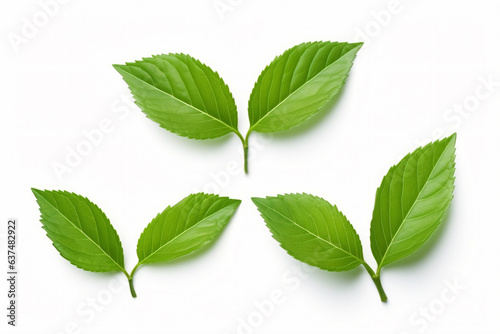 four green leaves on a white surface