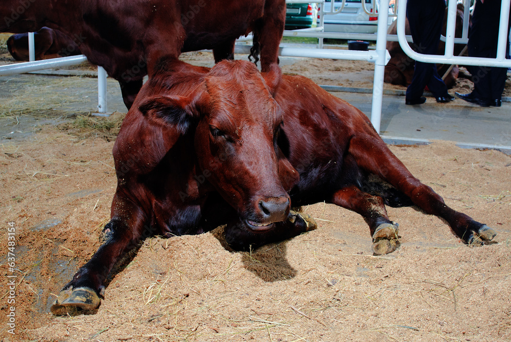 Obraz premium Portrait cows in stall eating hay. Dairy farm livestock industry.