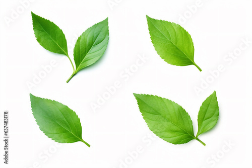 four green leaves on a white surface © Nam