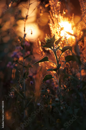 Sonnenblume auf einer Wiese im Abendlicht bei Sonnenuntergang