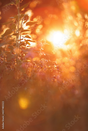 Sonnenblumen im Gegenlicht bei Sonnenuntergang