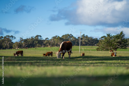 hereford cow in a green field grazing on pasture in america