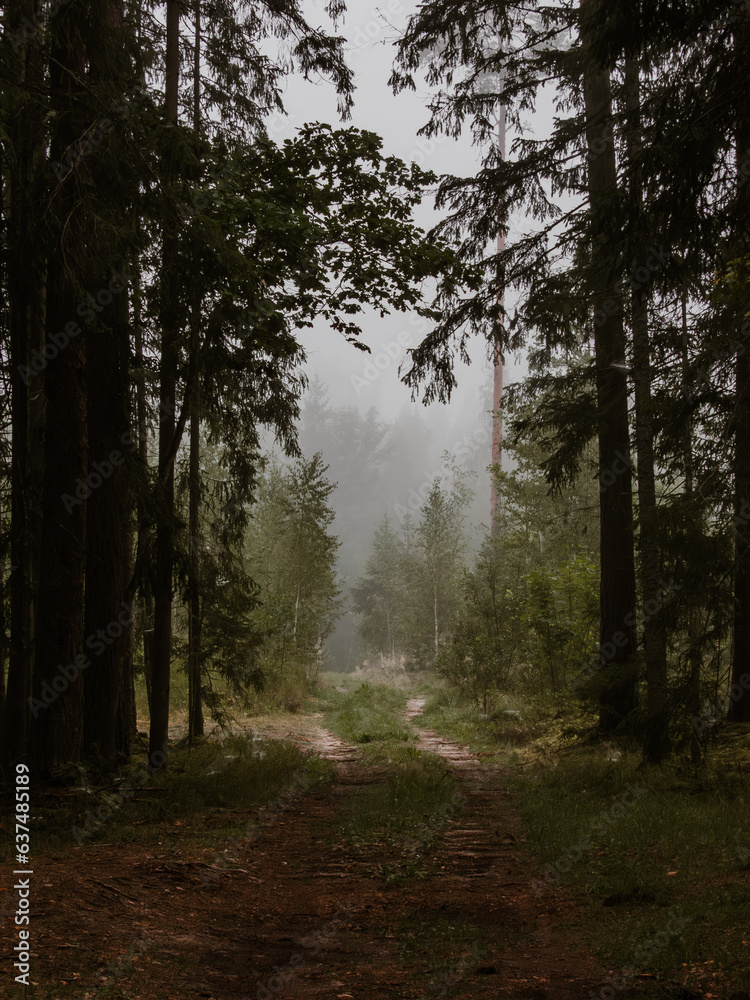 Fototapeta premium Morning in the forest