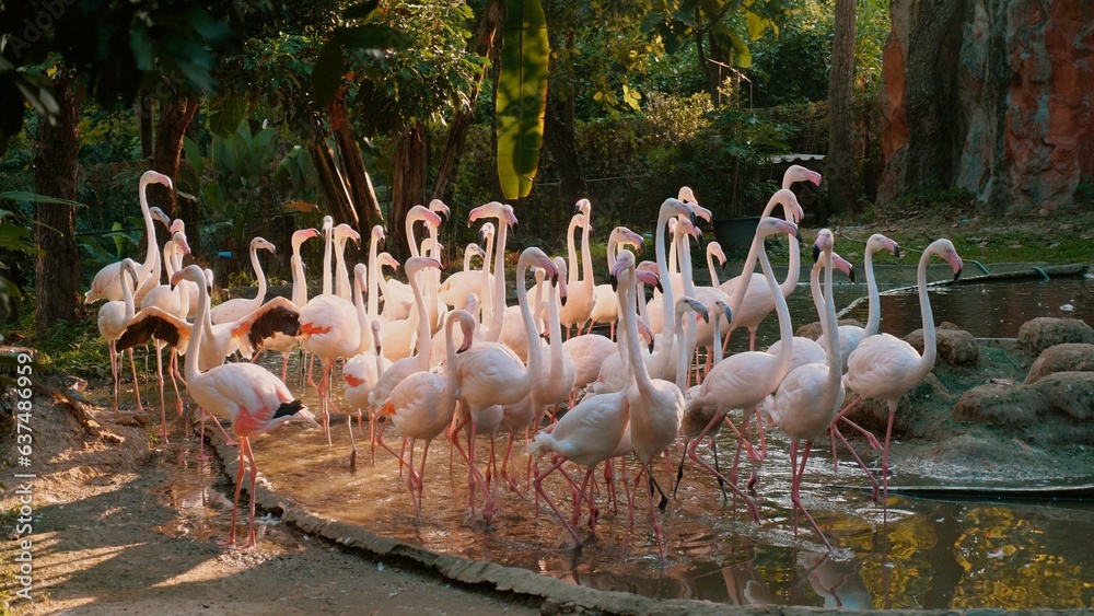Obraz premium Pink Caribbean flamingos gracefully stand in a pond at Thailand open Zoo Park. Exotic birds with long legs and vibrant plumage create a colorful wildlife scene. Concept of wildlife and exotic beauty.