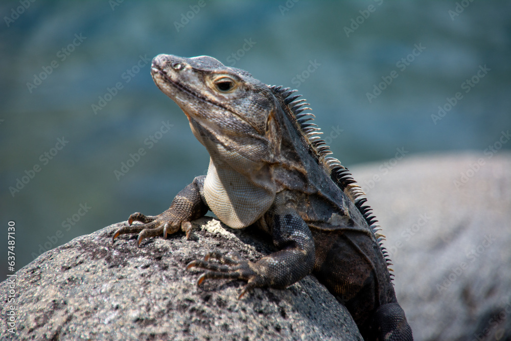 Obraz premium An iguana suns itself on rock in Guatemala. 