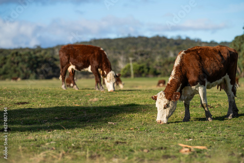 cows grazing at sunset in a field at sunset on a farm in australia