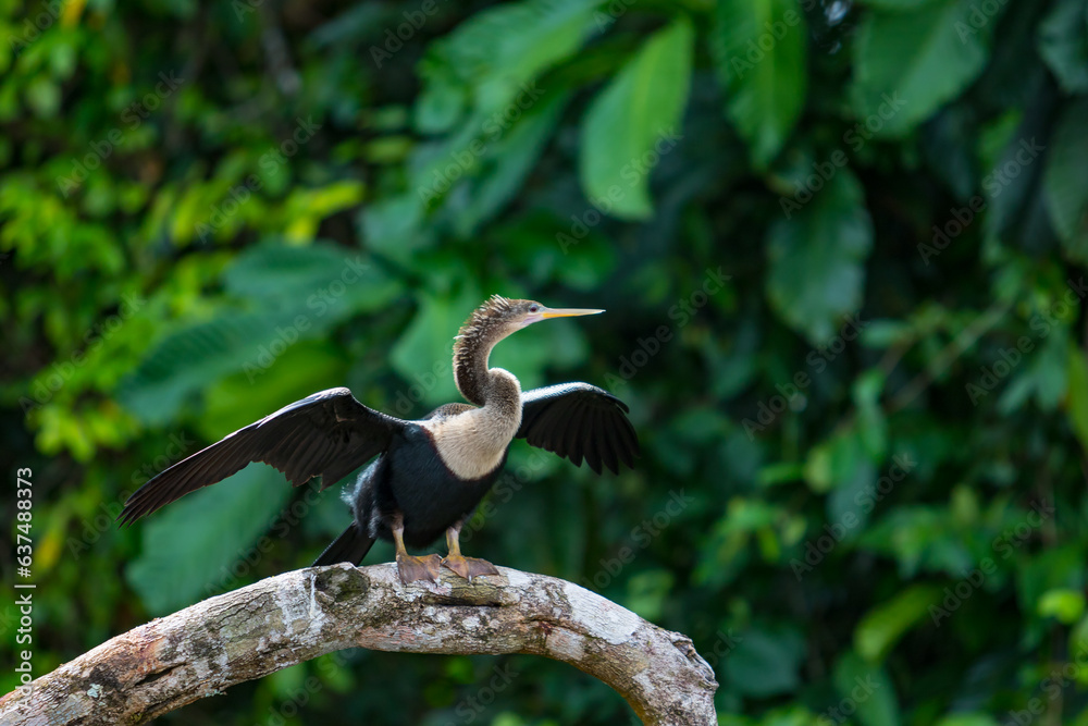Fototapeta premium Anhinga Bird Perched on Tree Branch in Wildlife Habitat