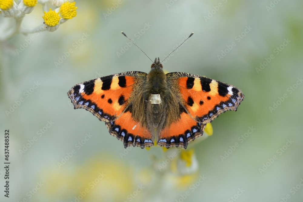 Small Tortoiseshell Butterfly Macro Photo Close Up On The Flower of Silver Ragwort, Aglais urticae UK British Butterfly Small Tortoiseshell Butterfly Macro Photo Close Up On The Flower of Silver Ragwort, Aglais urticae UK British Butterfly