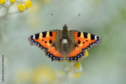 Small Tortoiseshell Butterfly Macro Photo Close Up On The Flower of Silver Ragwort, Aglais urticae UK British Butterfly