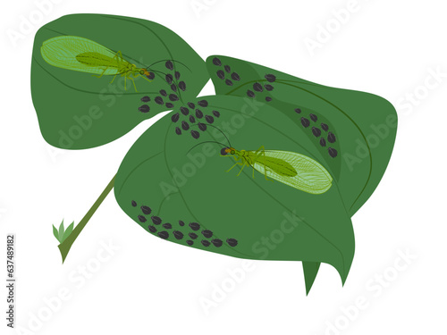 Chrysoperla carnea on a white background.