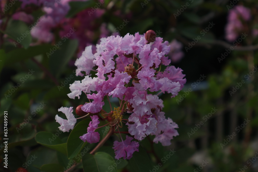 Obraz premium 綺麗な花