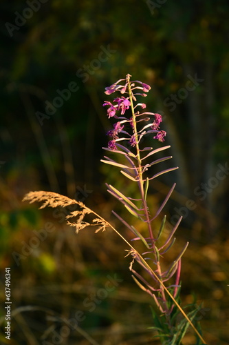 fleur sauvage au coucher de soleil au Parc du Pilat