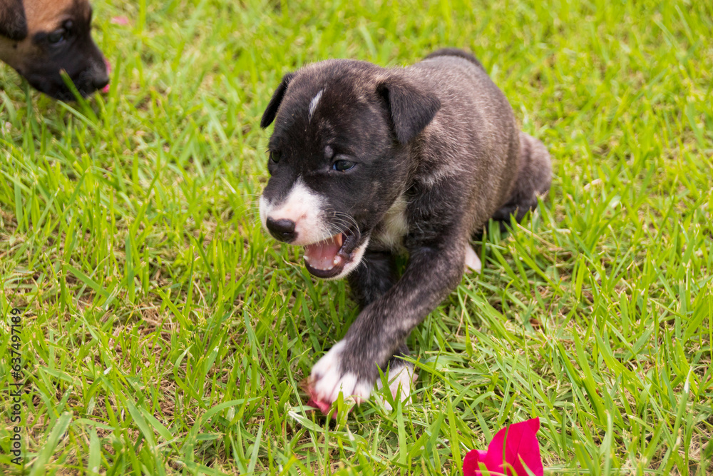 Obraz premium Filhote