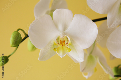 precioso flor de color amarillo blanca Orqu  dea mariposa