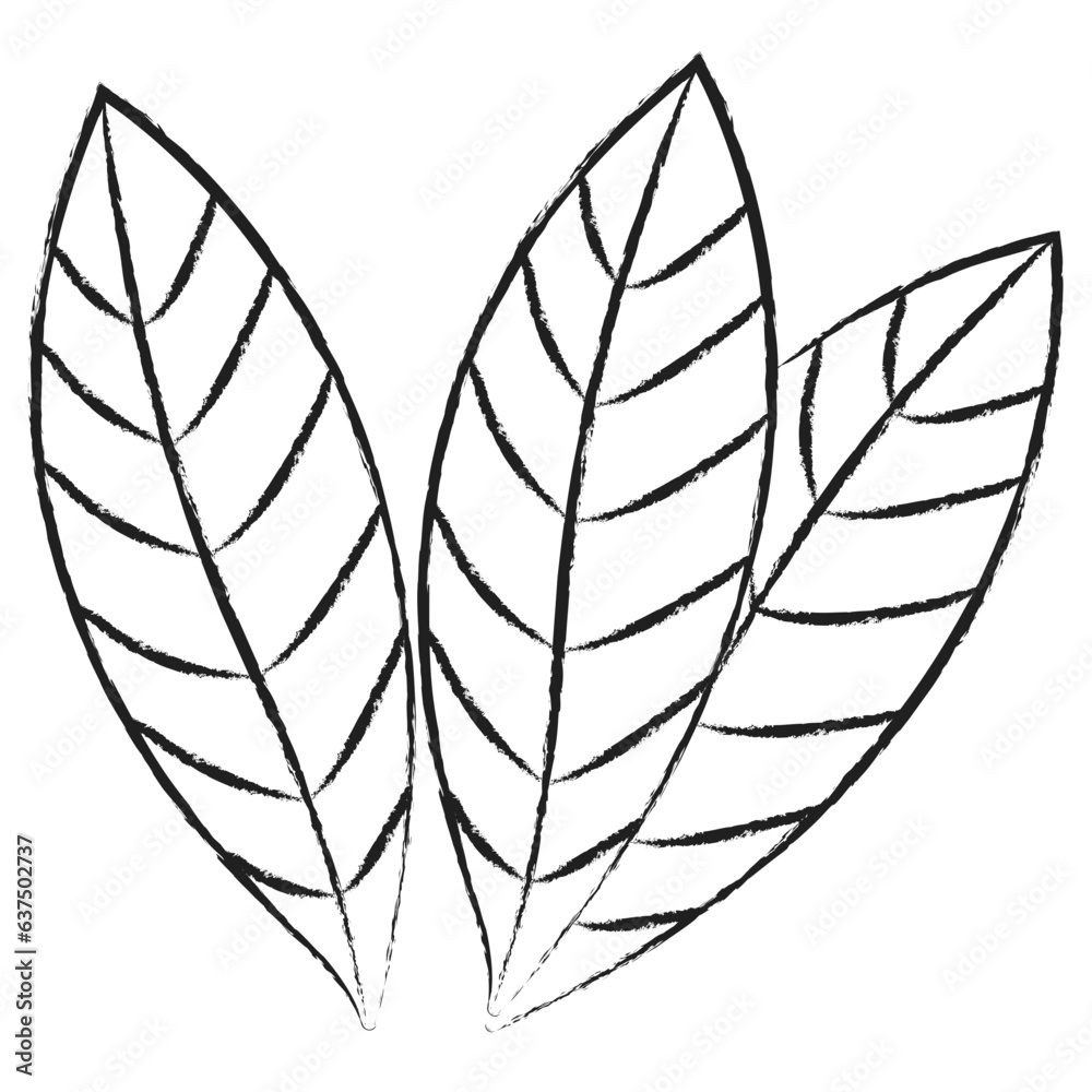 Fototapeta premium Hand drawn Bay Leaf icon