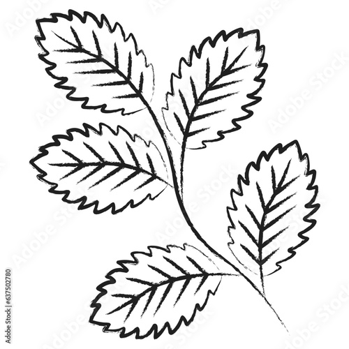 Hand drawn Mint leaf icon