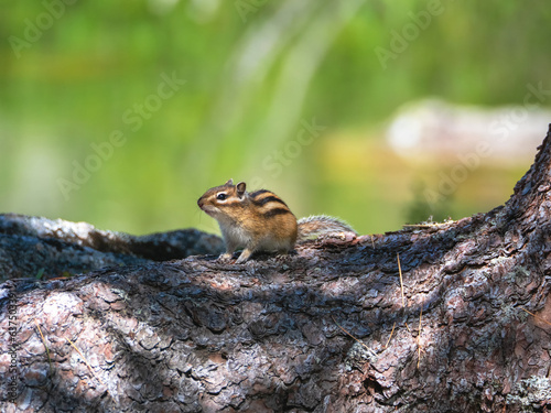 Funny chipmunk on a rock raised its paw against the background of juicy forest greenery. Wildlife picture.